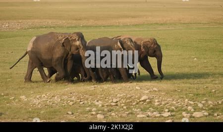 Elefantenbad. Jim-Corbett-Nationalpark, Indien. Stockfoto