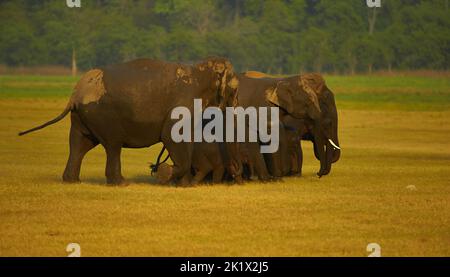 Elefantenbad. Jim-Corbett-Nationalpark, Indien. Stockfoto