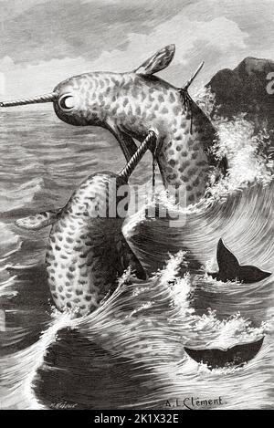 Narwhal Kampf. Alte, gravierte Illustration aus dem 19.. Jahrhundert von La Nature 1890 Stockfoto