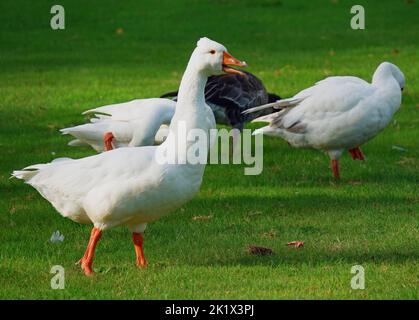 Beschwerliche weiße Hausgans auf einer Wiese vor drei anderen Gänsen. Ort: Hardenberg, Niederlande Stockfoto