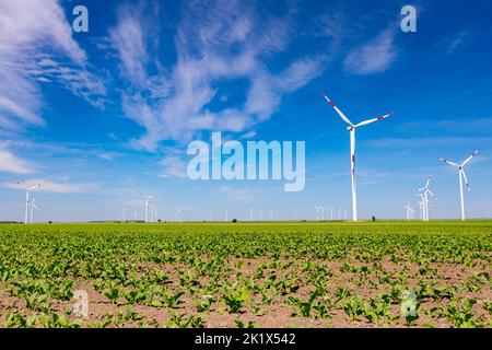 Blick auf junge Sojabohnen, gesäumte Reihen, große Windkraftanlagen stehen im Hintergrund des landwirtschaftlichen Feldes, drehen und erzeugen saubere Erneuerung Stockfoto