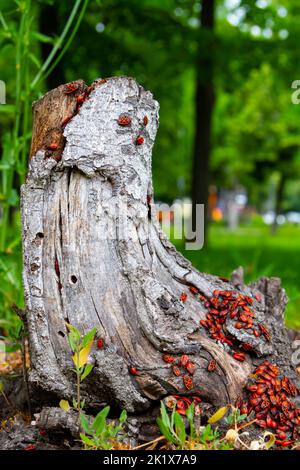 Rote Käfer. Eine Käfer-Schar sitzt auf einem Baumstumpf. Insekten in der Sonne. Das Leben im Wald. Stockfoto