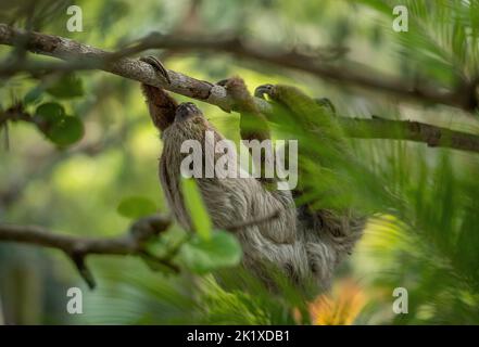 Eine Nahaufnahme von Linnäus Zweizehenfaultier, Choloepus didactylus, der am Ast hängt. Stockfoto