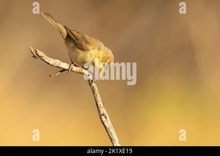 Melodiöser Waldsänger auf einem Zweig in der Nähe einer natürlichen Lagune mit dem ersten Licht der Dämmerung in einem mediterranen Wald Stockfoto
