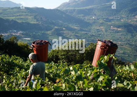 Arbeiter bewegen Behälter mit frisch geernteten Trauben auf ihren Schultern. Stockfoto