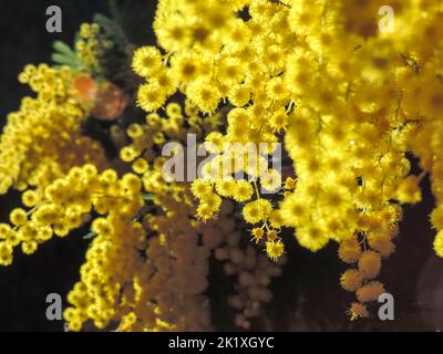 Nahaufnahme von schönen blühenden leuchtend gelben flauschigen Mimosenblüten mit grünen Blättern auf schwarzem Hintergrund, selektiver Fokus. Stockfoto