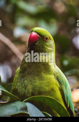 Eine Nahaufnahme von grünem Psittacula krameri Papagei isoliert in grüner Natur Hintergrund Stockfoto