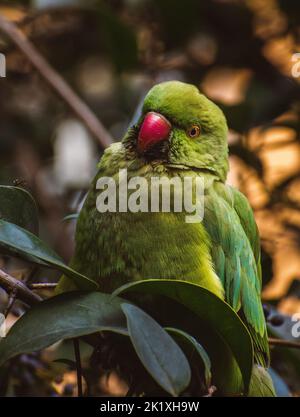 Eine Nahaufnahme von grünem Psittacula krameri Papagei isoliert in grüner Natur Hintergrund Stockfoto