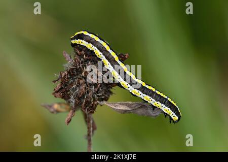 Jugendliche Raupe der Art Cucullia lucifuga, Laggintal Valley, Wallis, Schweiz Stockfoto