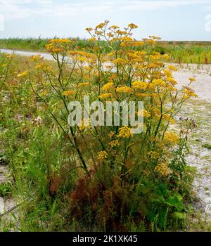 Nahaufnahme einer großen Fenchelblüte (Foeniculum vulgare) Stockfoto