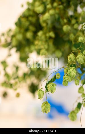 Eine vertikale Nahaufnahme von Humulus lupulus, dem gemeinen Hopfen. Stockfoto