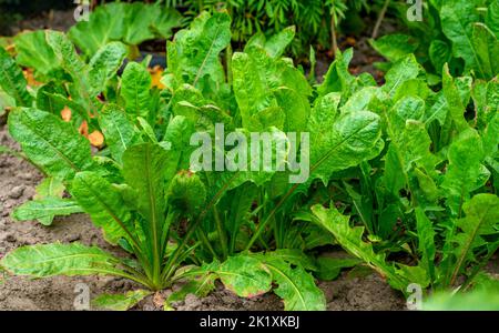 Nahaufnahme von Chikory, die in einem Garten wächst (Cichorium intybus) Stockfoto