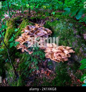 Nahaufnahme des Großen Polyporepilzes (Meripilus giganteus) - schwarz färbende Polypore Stockfoto