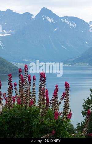 Wunderschöne Landschaften in Norwegen. Vestland. Wunderschöne Landschaft des Romsdal Fjords aus dem Dorf Torvikeidet. Schöne Blumenkomposition im Vordergrund. Schnee Stockfoto