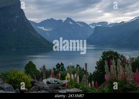 Wunderschöne Landschaften in Norwegen. Vestland. Wunderschöne Landschaft des Romsdal Fjords aus dem Dorf Torvikeidet. Schöne Blumenkomposition im Vordergrund. Schnee Stockfoto
