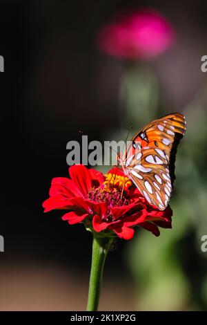 Eine vertikale Makroaufnahme eines Gulf Fritillary, der auf einer Zinnia-Blume thront Stockfoto