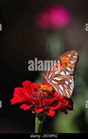 Eine vertikale Makroaufnahme eines Gulf Fritillary, der auf einer Zinnia-Blume thront Stockfoto