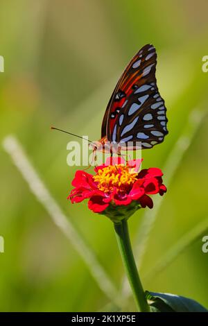 Eine vertikale Makroaufnahme eines Gulf Fritillary, der auf einer Zinnia-Blume thront Stockfoto
