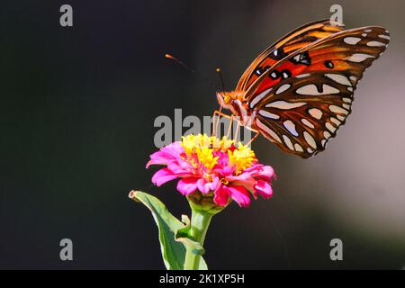 Eine Makroaufnahme eines Gulf Fritillary, der auf einer Zinnia-Blume thront Stockfoto