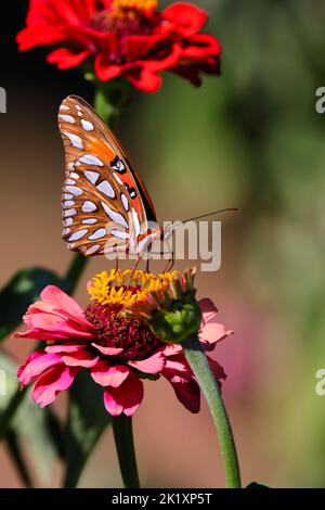 Eine vertikale Makroaufnahme eines Gulf Fritillary, der auf einer Zinnia-Blume thront Stockfoto