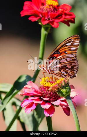 Eine vertikale Makroaufnahme eines Gulf Fritillary, der auf einer Zinnia-Blume thront Stockfoto