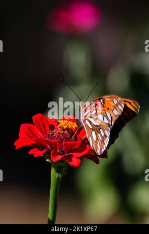 Eine vertikale Makroaufnahme eines Gulf Fritillary, der auf einer Zinnia-Blume thront Stockfoto