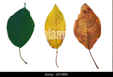 Drei Herbstblätter Jahreszeiten ändern Regenbogen Farbverlauf biologischen Lebenszyklus Stockfoto