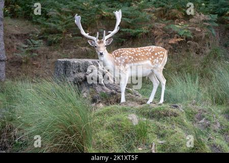 Hirsch in Park Stockfoto