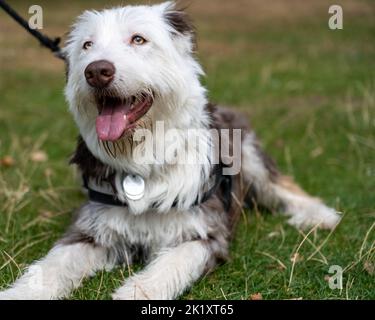 Collie-Deutscher Schäferhund Kreuz Stockfoto