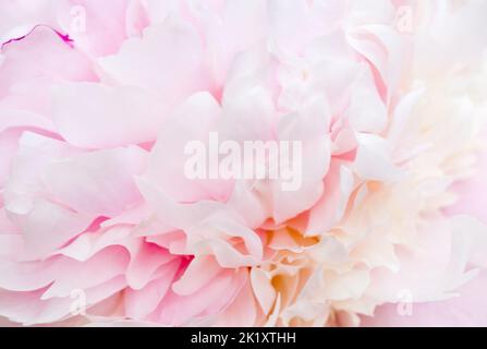 Unscharf Unschärfe rosa Pfingstrose Blütenblätter, abstrakte Romanze Hintergrund, Pastell und weiche Blume Karte. Stockfoto