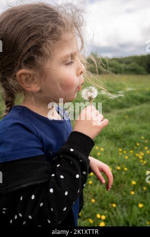 Junges Mädchen, das auf der Wiese spielt, und Laubendandelionen Stockfoto