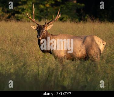 Ein Bullenelch im frühen Morgenlicht. Stockfoto