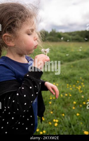 Junges Mädchen, das auf der Wiese spielt, und Laubendandelionen Stockfoto