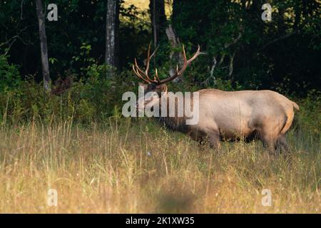 Ein steiniger Bullen-Elch. Stockfoto