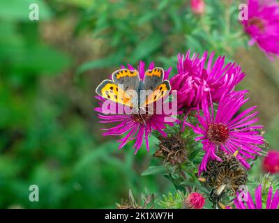Lycaena phlaeas kleiner Kupferfalter, der sich auf Aster ernährt Stockfoto