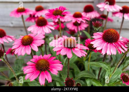 Echinacea „Sensation Pink“ blüht im Spätsommer, England, Großbritannien Stockfoto