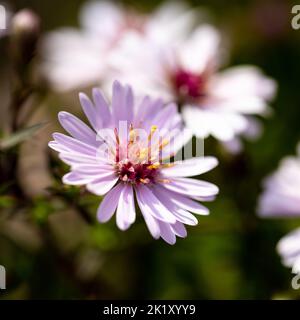 Aster Small-Ness-Blüte im Frühherbst, England, Großbritannien Stockfoto