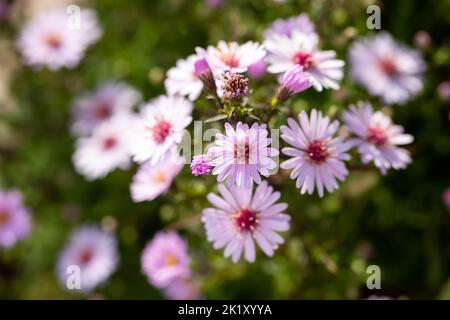 Aster Small-Ness-Blüten in der Nähe im frühen Herbst, England, Großbritannien Stockfoto