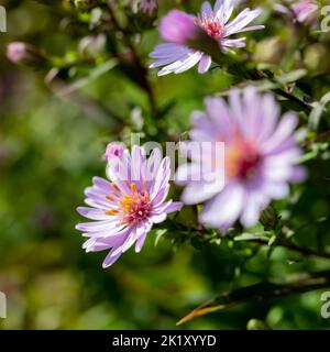 Aster Small-Ness-Blüten in der Nähe im frühen Herbst, England, Großbritannien Stockfoto