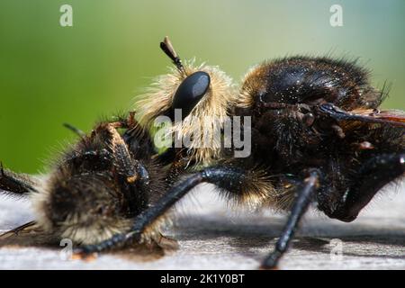 Gelbe Mordfliege oder gelbe Raubfliege mit einer Hummel als Beute. Das Insekt wird vom Jäger ausgesogen. Gelbe schwarze Haare bedecken den Jäger. Makro-sh Stockfoto