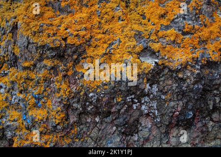 Natursteinhintergrund mit rauer strukturierter Oberfläche und Flechten. Flecken von orangen Flechten auf grungenem Hintergrund von mineralischen alten grauen Steinen, Nahaufnahme. Stockfoto