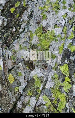Flecken von gelbgrünen Flechten auf einer schieren Felswand in Cumbria, England. Stockfoto