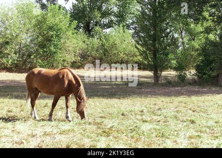 Braunes Pferd frisst Gras auf einer Wiese im Wald Stockfoto