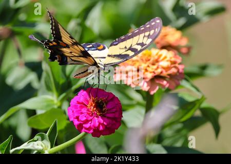 Ein östlicher Tiger-Schwalbenschwanzschmetterling, der auf einer violetten Zinnia elegans-Blume thront Stockfoto