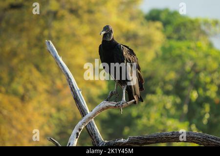Ein schwarzer Geier steht auf einem toten Baum am Strand in Guanacaste, Costa Rica. Ein Geier mit goldenen Bäumen im Hintergrund. Stockfoto