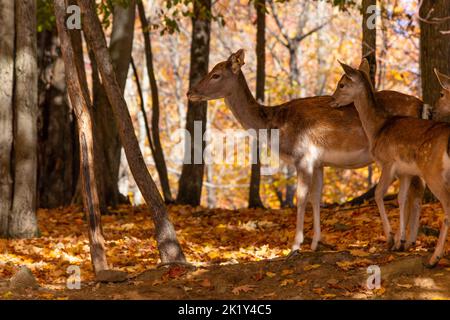 Ein Damhirsch mit Rehkitz in einem Herbstwald, tote Blätter verstreut auf dem Boden, die Rehkitze zuckend ihre Mutter. Stockfoto