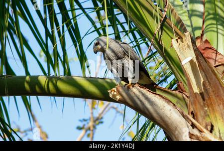 In Guanacaste, Costa Rica, sitzt ein grauer Falke in einem Baum, der nach Beute Ausschau gehalten hat. Palmwedel stehen für die tropische Umgebung. Stockfoto