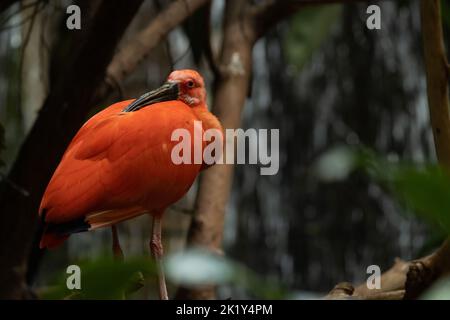 Ein scharlachrote Ibis ruht auf einem Ast, der Kopf ist umgedreht und verschlaf. Es hat ein prächtiges rotes Gefieder. Stockfoto