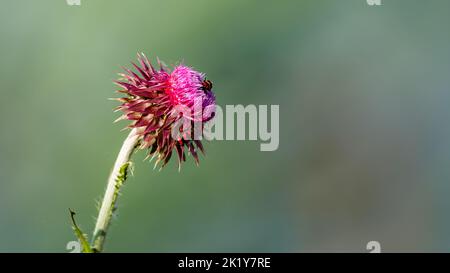 Eine Distelblume in rot und rosa Stockfoto