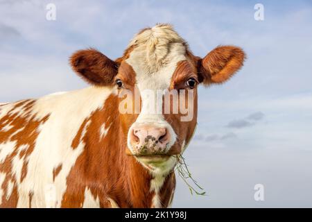 Kuhportrait, ein süßes rotes Rind, weiße Flamme, rosa Nase und freundlich aussehende, käuende Grashalme Stockfoto